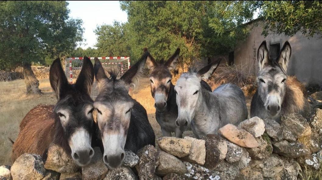 El Rincon De Piron Βίλα Losana de Piron Εξωτερικό φωτογραφία